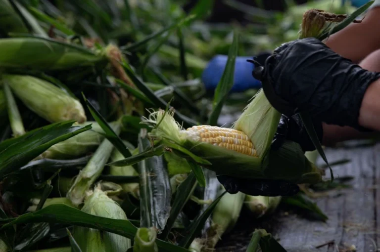 Transgenic Corn vs. National Sovereignty