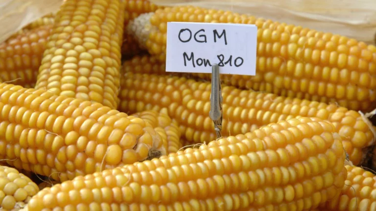 Lessons from México’s Ban on GMO Corn