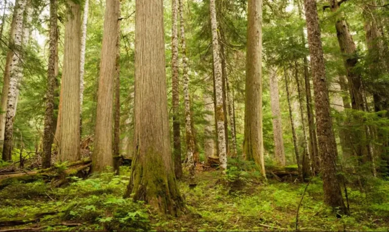 Bosque vacío