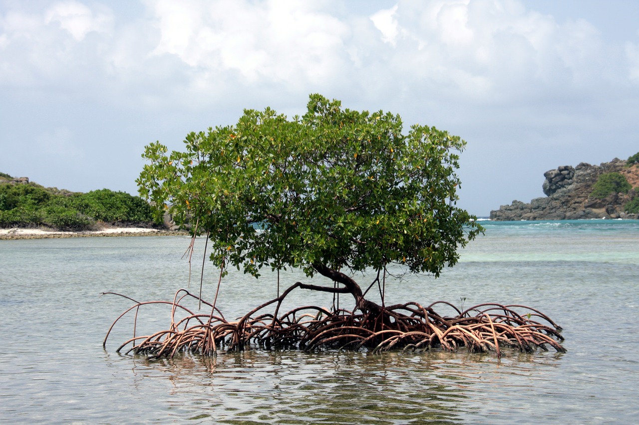 Roots of resilience: safeguarding the Caribbean’s mangroves