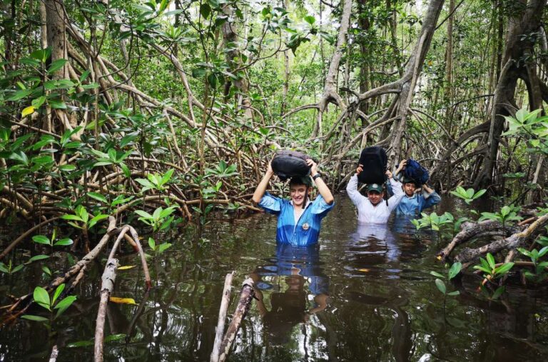 Acelerando a ação climática através da proteção e restauração de mangues