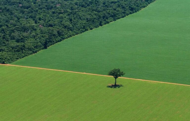 Alimentar o planeta sem o destruir: a urgência da mudança alimentar