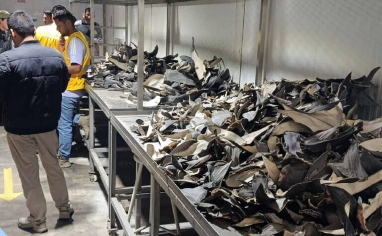 From Jaguars to Sharks: Protecting Wildlife Against Transnational Crime