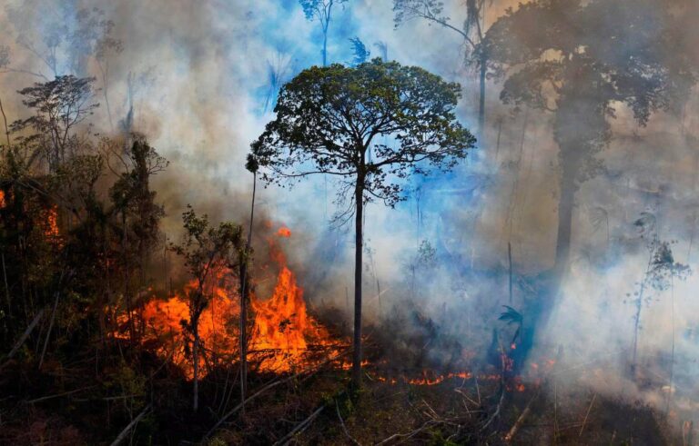 Os brasileiros chegam ao Dia Mundial do Meio Ambiente entre a apreensão e o cansaço